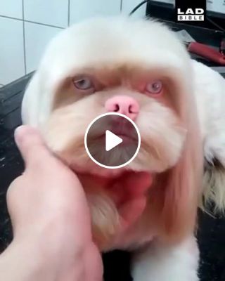 Dog have a human face