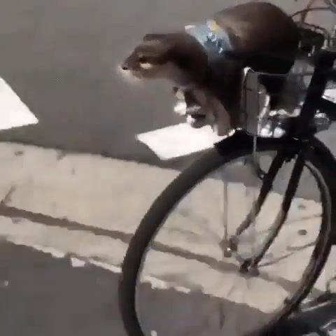Food otter - Video & GIFs | animals pets