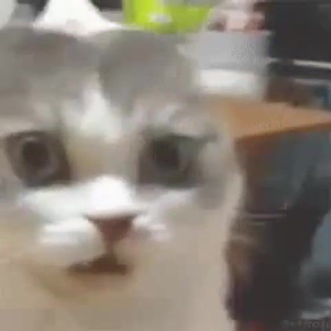 Funny cat - Video & GIFs | animals pets