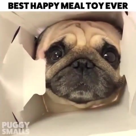 Hello, Funny, Funny Animal, Funny Pet, Dog, Try Not To Laugh, Animal, Animals, Dogs, Pert, Pets, Compilation, Animals Funny, Puppy, Laugh, Animals Pets
