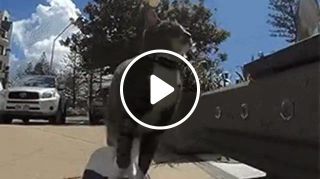 Impossible sCATboarding