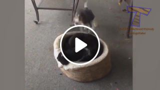 It's time for super laugh best funny cat