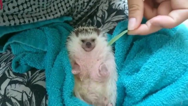Julian the hedgehog, hedgehog, julian the african hedgehog, grieg in the hall of the mountain king, animal, cute, animals pets.