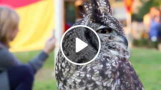 Lovely Owl
