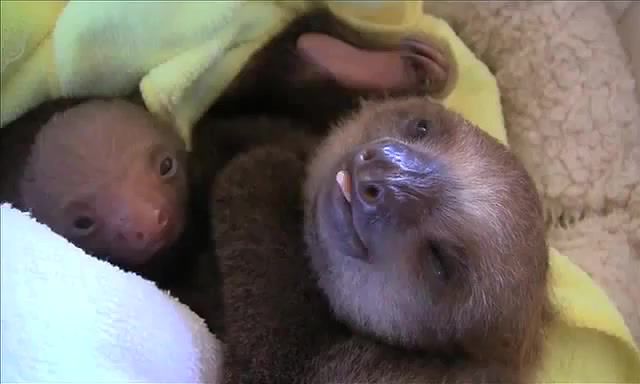 Meet the sloths, Orphanage, Adorable, Ever, Tembel Hayvan, Faultiere, B'eb'e Paresseux, Meet The Sloths, Animal, Orphan, Sanctuary, Costa Rica, Bizarre, Funniest, Cute, Funny, Baby, Sloth, Animals Pets