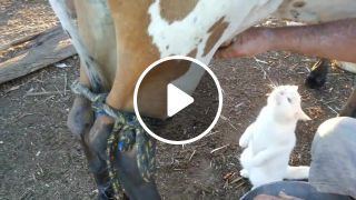 Milk cat farm