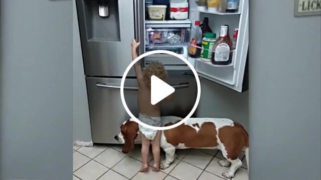 Mission impossible, 3, animal, funny, mission impossible, animals pets. #0