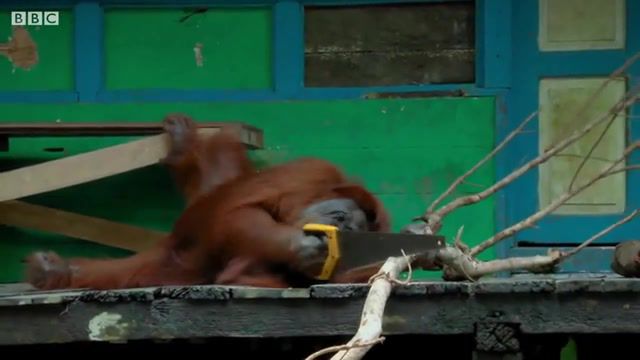 Mondays be like, orangutan, monkey, work on monday, mondays be like, animal, funny animal, fun, vicces allatok, tiere, vicces, funny, zoo, bbc, bbc spy in the wild, wildlife, wild, animals pets.