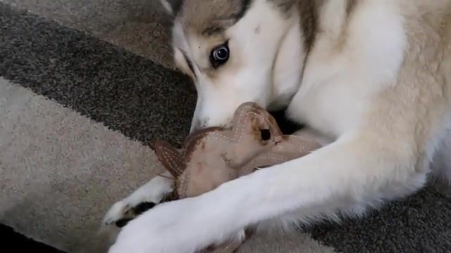 My bunny shelby, husky, siberian husky, jeep, michigan, married couple, vloggers, gone to the snow dogs, pure michigan, snow dog vlogs, snow dogs vlogs, motorcycle, dog motorcycle, animals pets.
