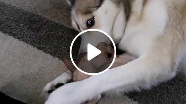 My bunny shelby, husky, siberian husky, jeep, michigan, married couple, vloggers, gone to the snow dogs, pure michigan, snow dog vlogs, snow dogs vlogs, motorcycle, dog motorcycle, animals pets. #0