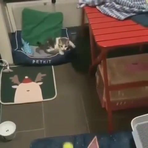 Nonsense animal - Video & GIFs | cat,fail,animal,music,to be continued,meme,funny,bad,kitty,ball,catching,like a dog,animals pets