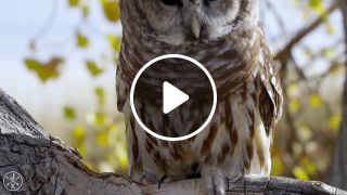 Owl's Beauty