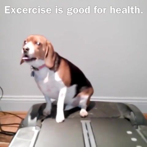 Push it to the limit, Dog, Treadmill, Funny, Lol, Cardio, Workout, Push It To The Limit, When You Have To Work, When Nobody Looks, Animals Pets