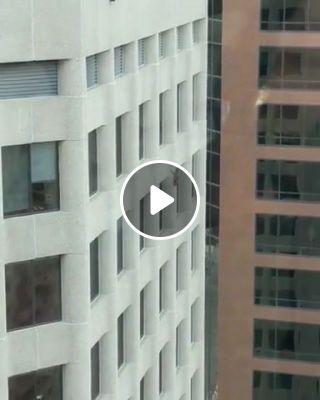 Raccoon on a skyscraper