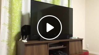 Schrodinger's TV Cat Thus Spoke Zarathustra