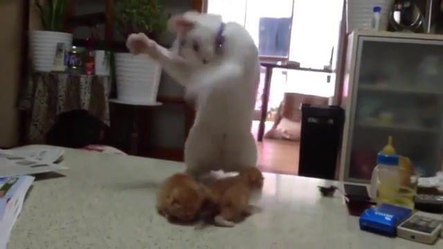 Shaman Cat performs ritual, gives 9 lives to kittens, Animals Pets