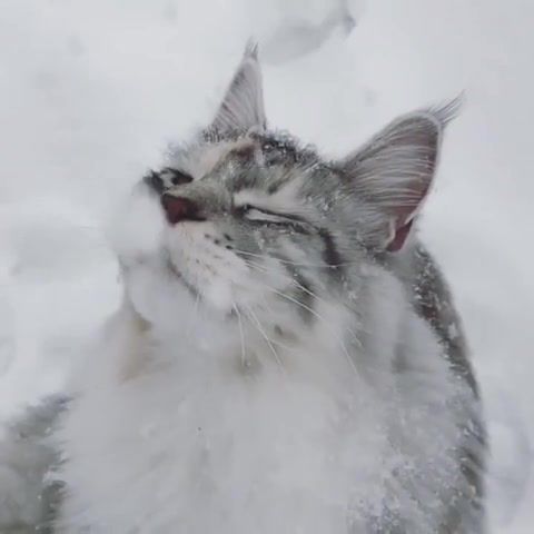 Sugar - Video & GIFs | cat,snow,relax,louis armstrong,sugar,animals pets