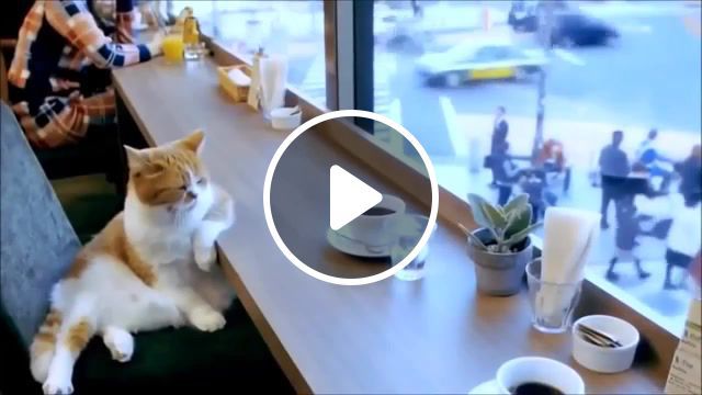 Sultry cat life, about animals, animal world, animals of the world, dogs and cats, cats, cat, funny cats, funny animals. #0