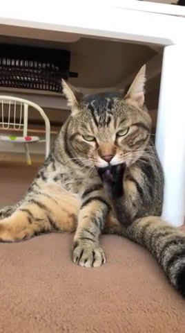 Tasty - Video & GIFs | cat,cute,tasty,kitty,paw,sucking,foot,like,the,way,it,tastes,feet,imgur,funny,best,barry white,never gonna give you up,animals pets