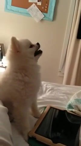 The cute dog is sneezing, cute, dog, sneezing, funny, animals pets.