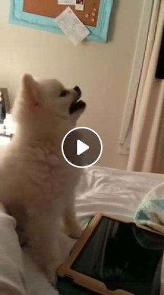 The cute dog is sneezing