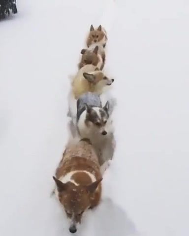 The Fellowship Of The Ring. Corgi. The Lord Of The Rings. The Fellowship Of The Ring. Animals Pets.