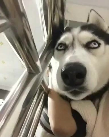 The most funny husky memes - Video & GIFs | dogs,husky,pets,animals,funny,cuteanimalshare,animals pets