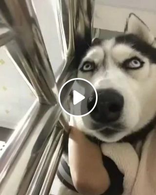 The most funny husky memes