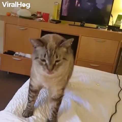 This cat has the funniest sneeze, animals pets.