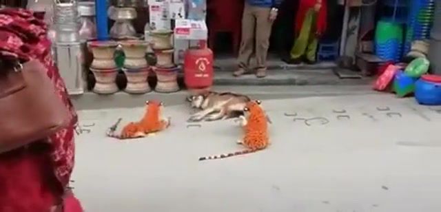 Tigers scared the dog, tigers, dogs, scare, animals pets.