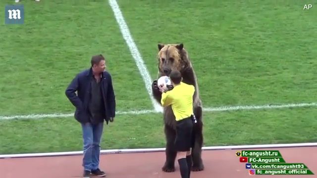 Tyim bear and russian football, tyim bear, russian football, animals pets.