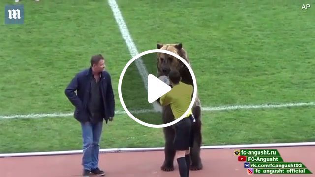 Tyim bear and russian football, tyim bear, russian football, animals pets. #0