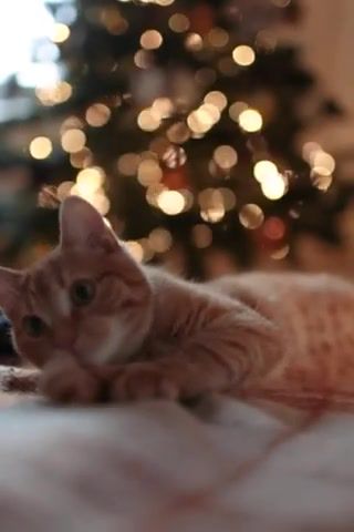 Waiting For Christmas. Christmas. Cat. Christmas Tree. Christmas Music. Holiday. New Year. Animals Pets.