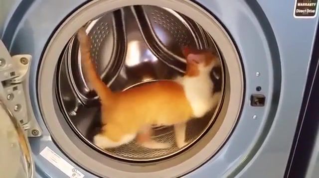 Washing machine becomes walking machine, animals pets.