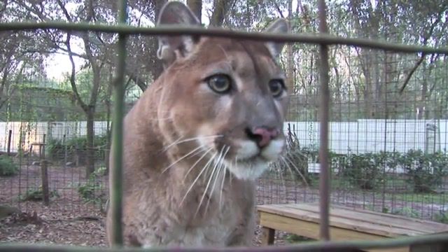Wow. wow, the interesting times gang, hiss, snarl, purring, panthers, pumas, leopards, lions, tigers, cats, big, sanctuary, tampa, florida, funny, cute, talking, big cat rescue, mountain lion, cougar, animals pets.