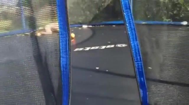 A ball bouncing by itself on a trampoline, magic, ball, trampoline, dog, dogs, animals pets.