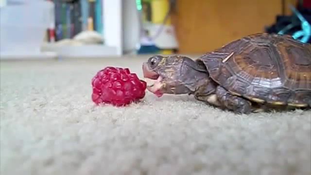 A VERY Slow Eater, Eating, Turtles, Adorable, Cute, Eat, Raspberry, Baby, Turtle, Animals Pets