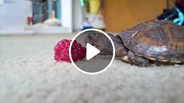 A very slow eater, eating, turtles, adorable, cute, eat, raspberry, baby, turtle, animals pets. #0