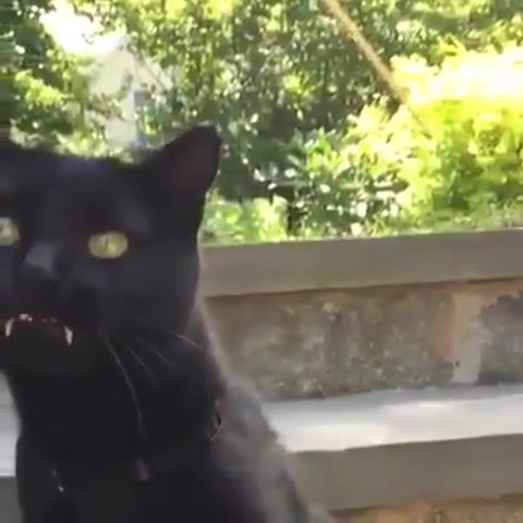 Black Cat, Animals Pets