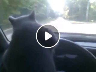 Cat driver