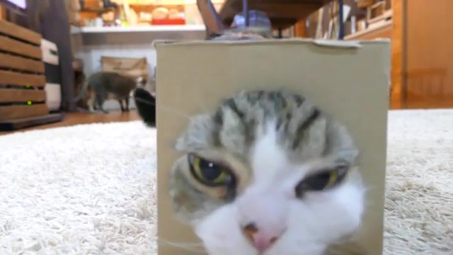 Cat in the box, the box, pets, kitty, cat, maru, animals pets.