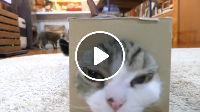 Cat in the box, the box, pets, kitty, cat, maru, animals pets. #0