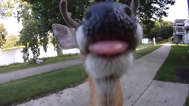 Deer walks up and licks the lens of my camera, Friendly Animals, Funny Animals, Licking, Urban Deer, Back To The Nature, Friendly Deer, Funny, Hudson River, Contour Roam2, Nature, Deer, Animals Pets