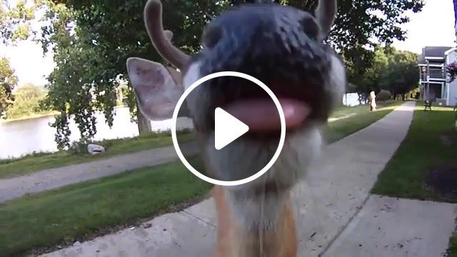 Deer walks up and licks the lens of my camera, friendly animals, funny animals, licking, urban deer, back to the nature, friendly deer, funny, hudson river, contour roam2, nature, deer, animals pets. #0