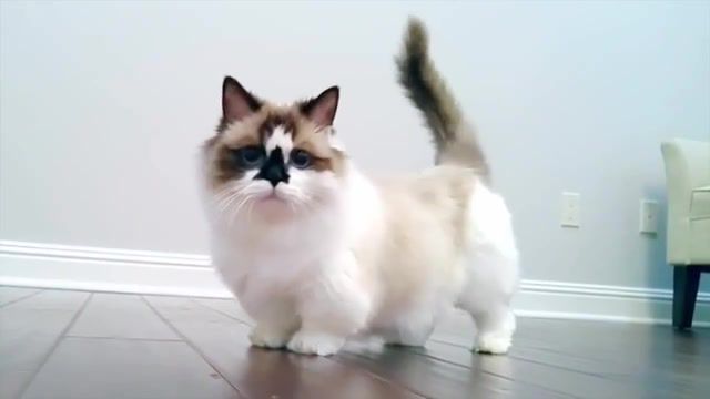 Does anyone know - Video & GIFs | cats,animals pets