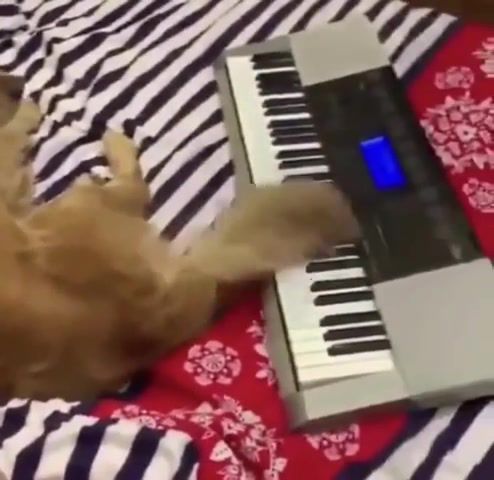 Dog playing a piano, Piano, Funny, Dog, Dr Dre, Snoop Dogg, Amazing, Edit, Cool, Fun, Meme, Dank, Animals Pets