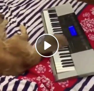Dog playing a piano