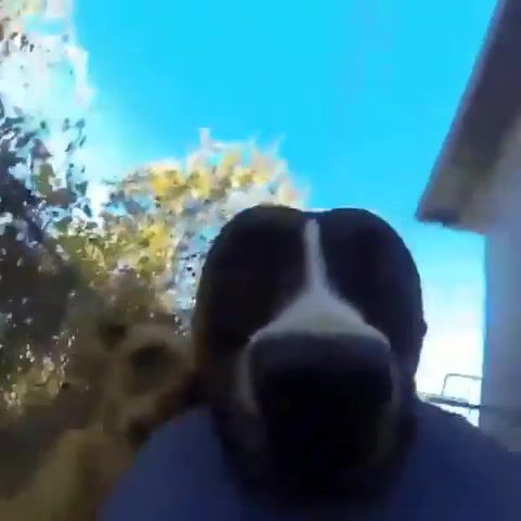 Doggo - Video & GIFs | animals pets