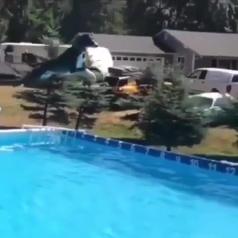 Farthest leap by a dog, reddit, dog, jump, r kelly, r kelly i believe i can fly, i believe i can fly, world records, world record, pool, fly, amazing, animals pets.