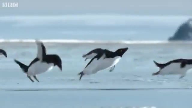 Flying Penguins - Video & GIFs | bbc,flying,fly,penguins,terry,jones,iplayer,trail,trailer,april,fool,fools,cgi,special,visual,effects,world penguin day,flying penguins,can penguins fly,animals pets
